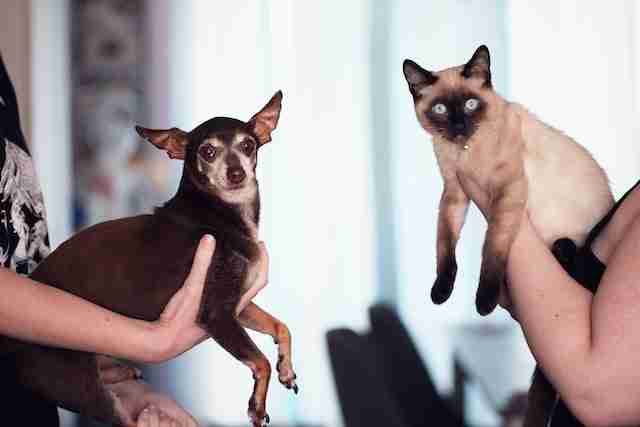 Buy CBD Cannabis for your dog and cat