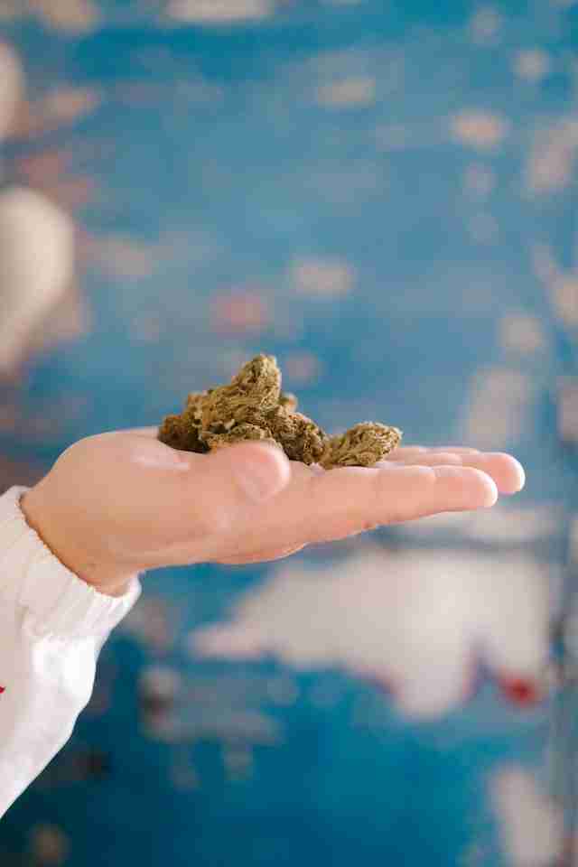 Understanding CBD Cannabis