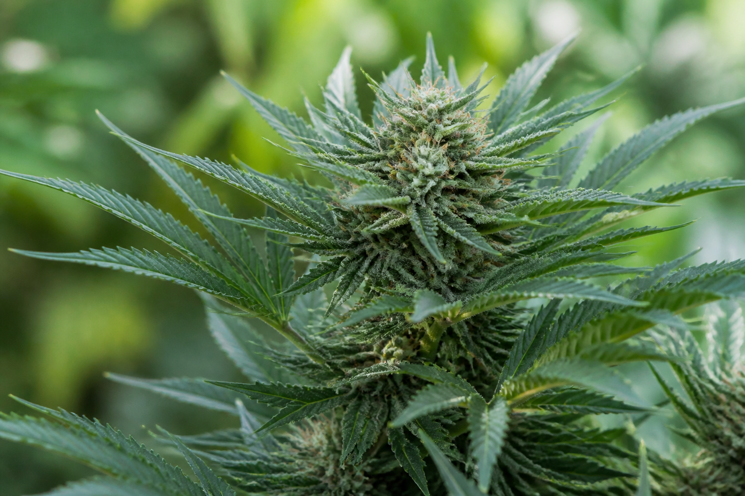 Cannabis seed still life for the USA hub