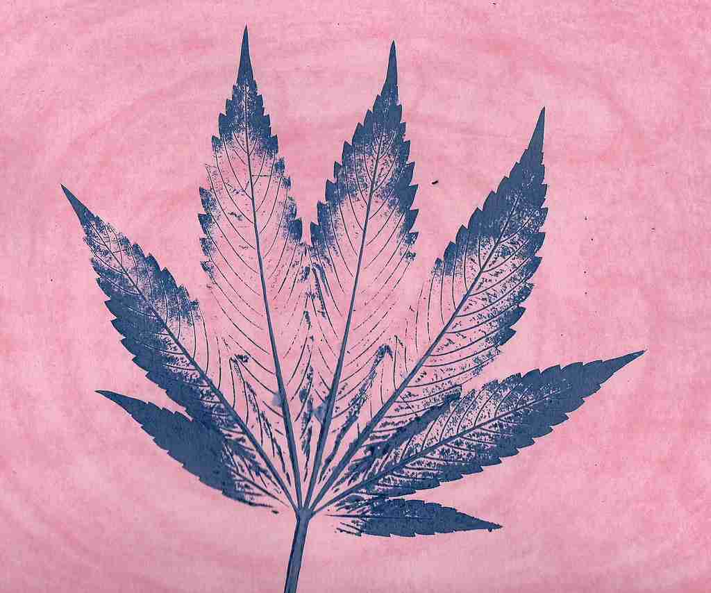 Cannabis seedlings representing different cannabinoid genetics