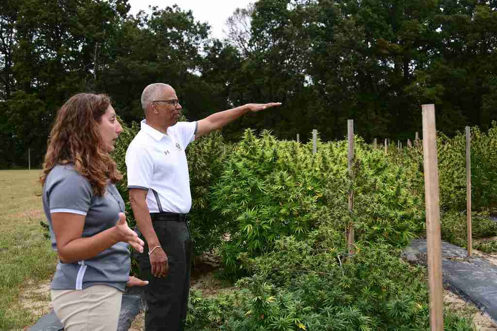 Hemp field where CBD and CBG cannabinoids are grown