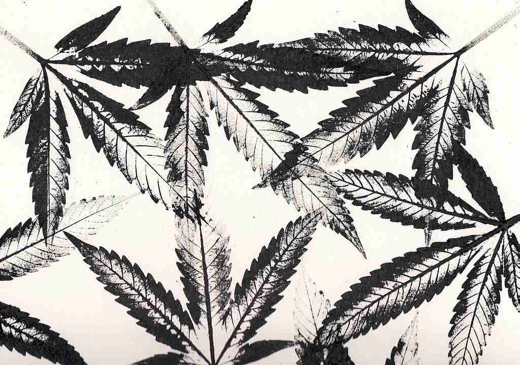 Hemp cannabis plant chemistry behind CBD and CBG