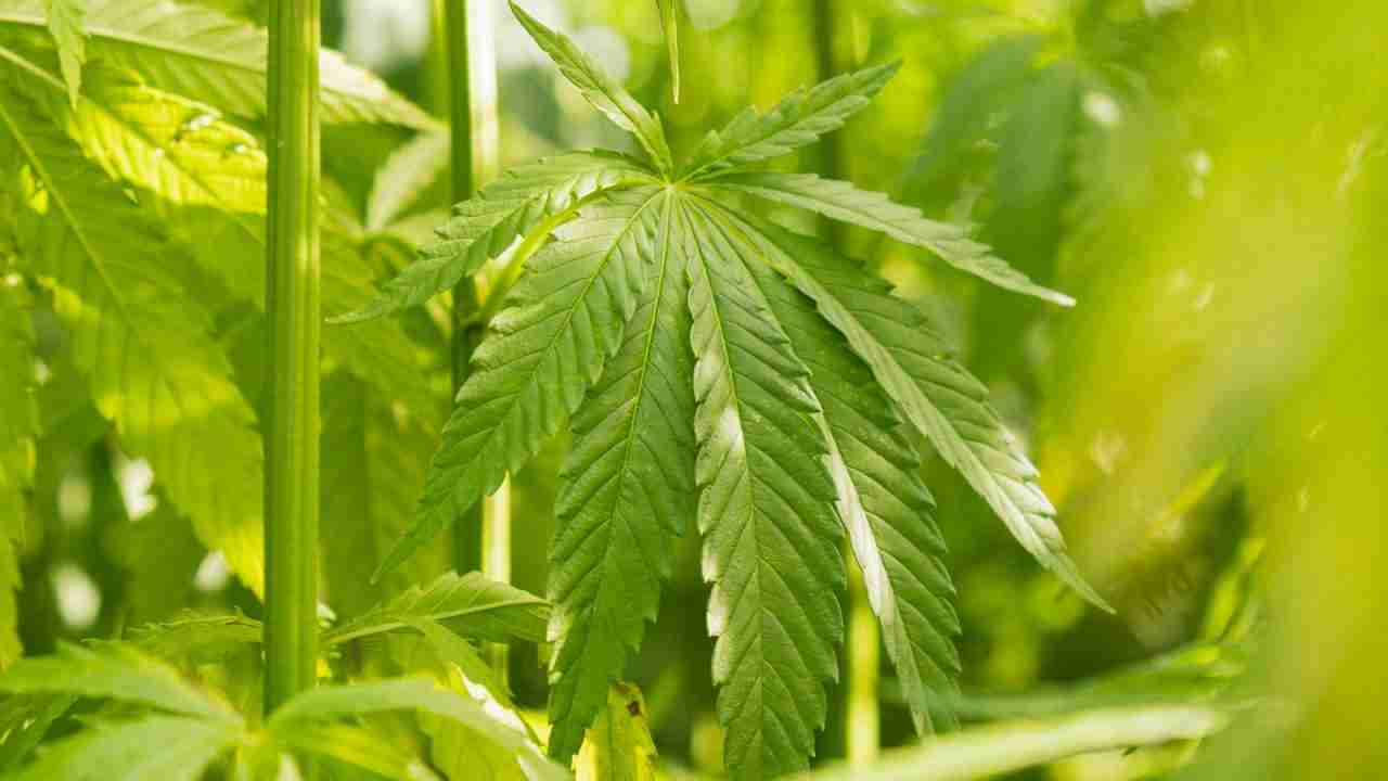 Young hemp plants in a field, the kind of crop a seed lot is meant to produce