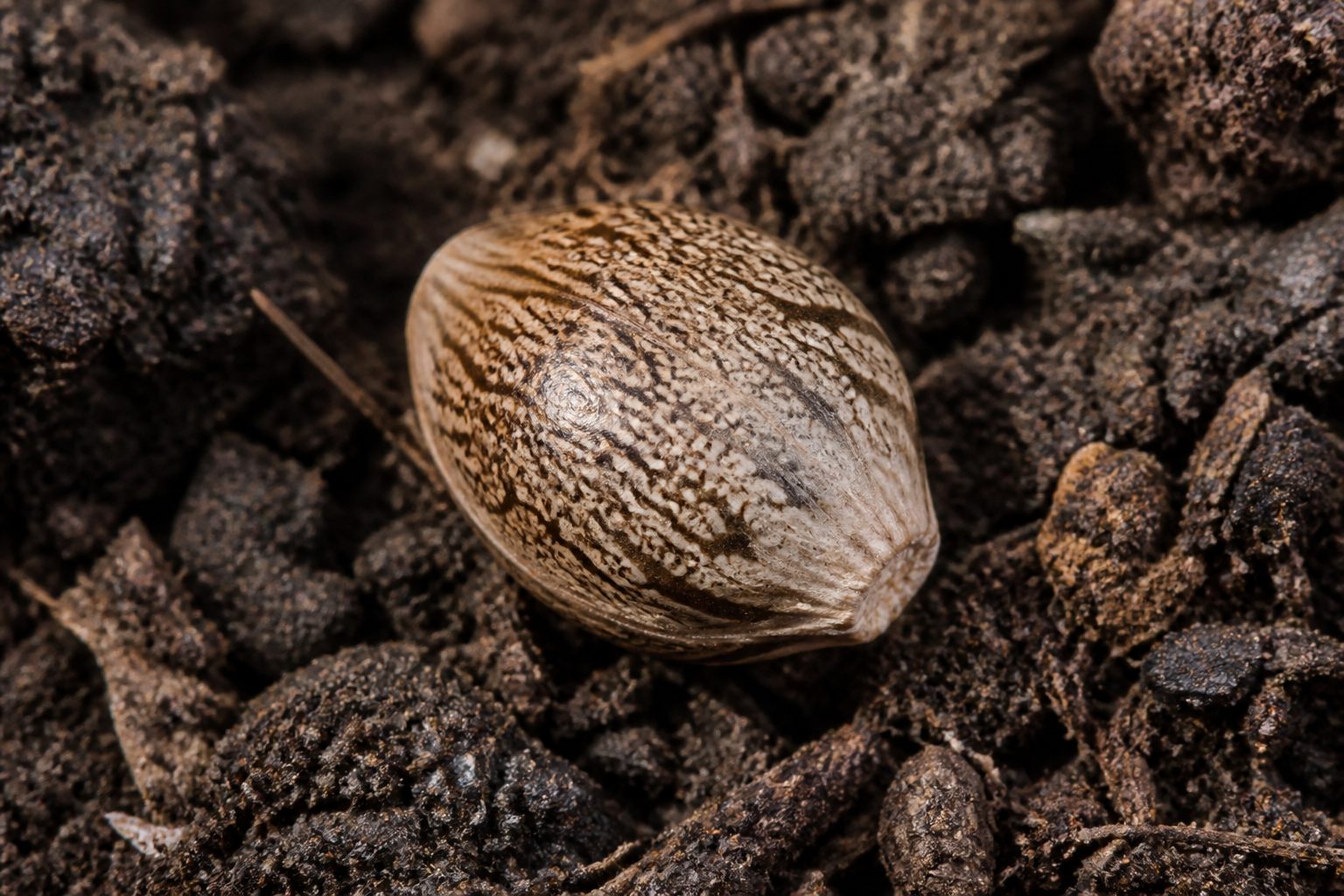 CBD-style cannabis plants and seed context for Delaware readers