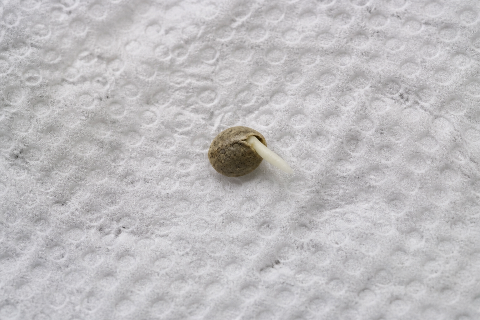 CBD-style cannabis plants and seed context for Florida readers